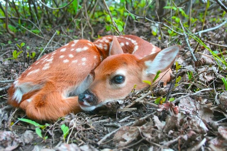 Fawn_PD